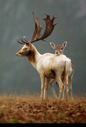 Тест нового плеера