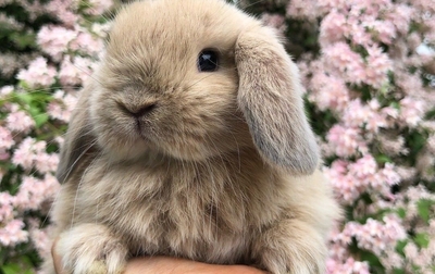 Новость тест 2703