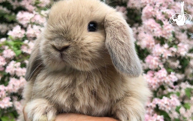 Новость тест 2703