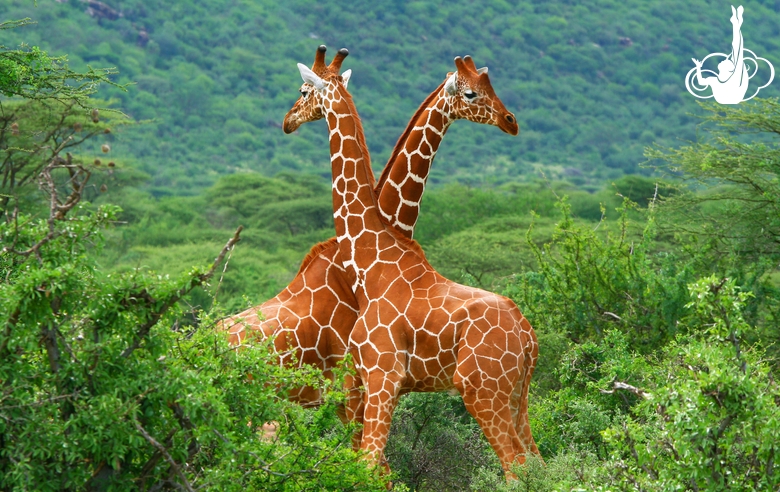 Тест айфрейма