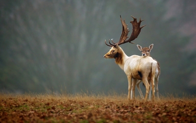 Тест нового плеера