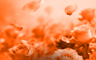 Воспитанницы Академии выступят на всероссийских соревнованиях «Юные гимнастки